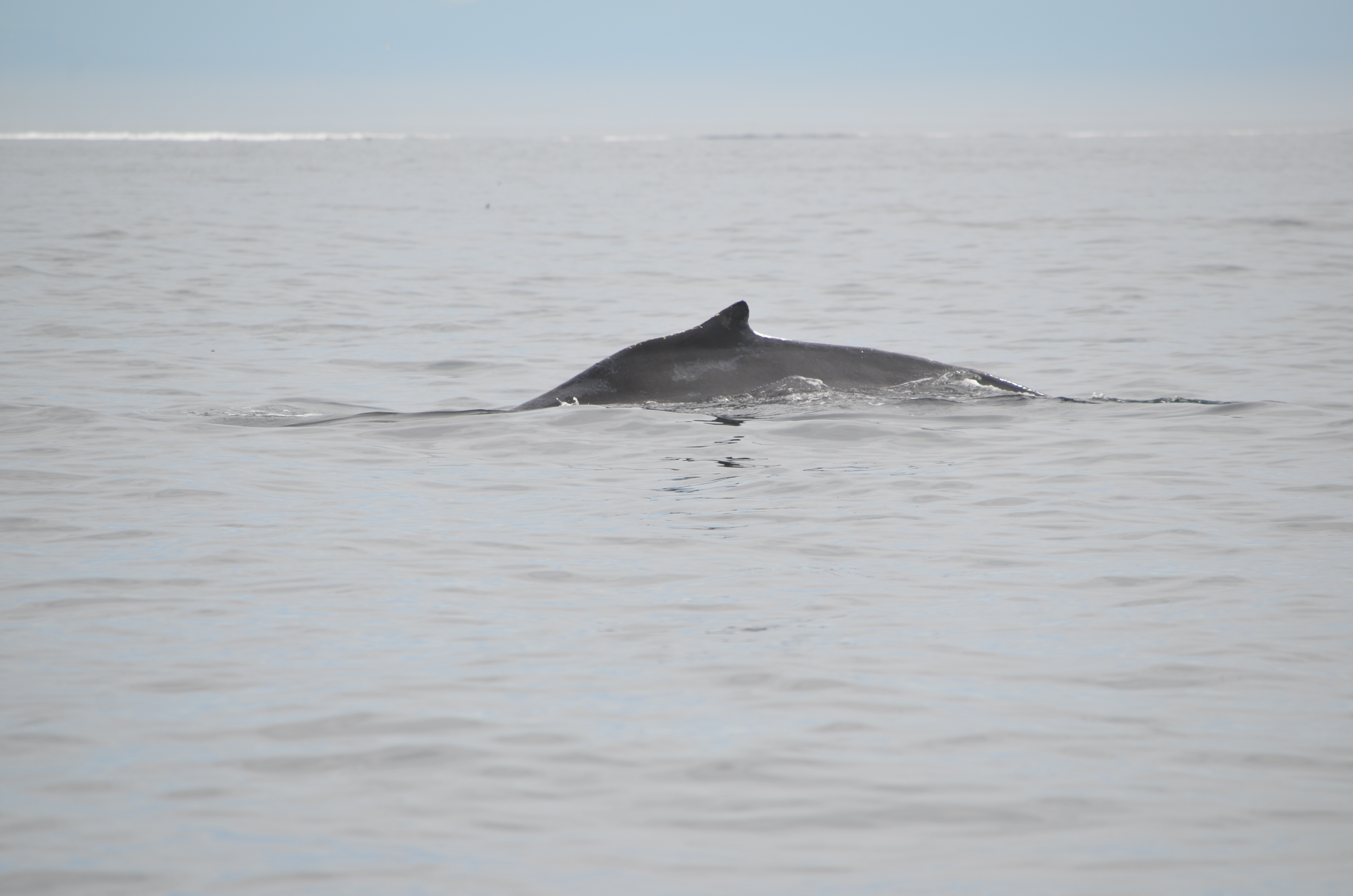 photos/wildlife/Mammal_Species/Humpback Whale/DSC_0135.JPG